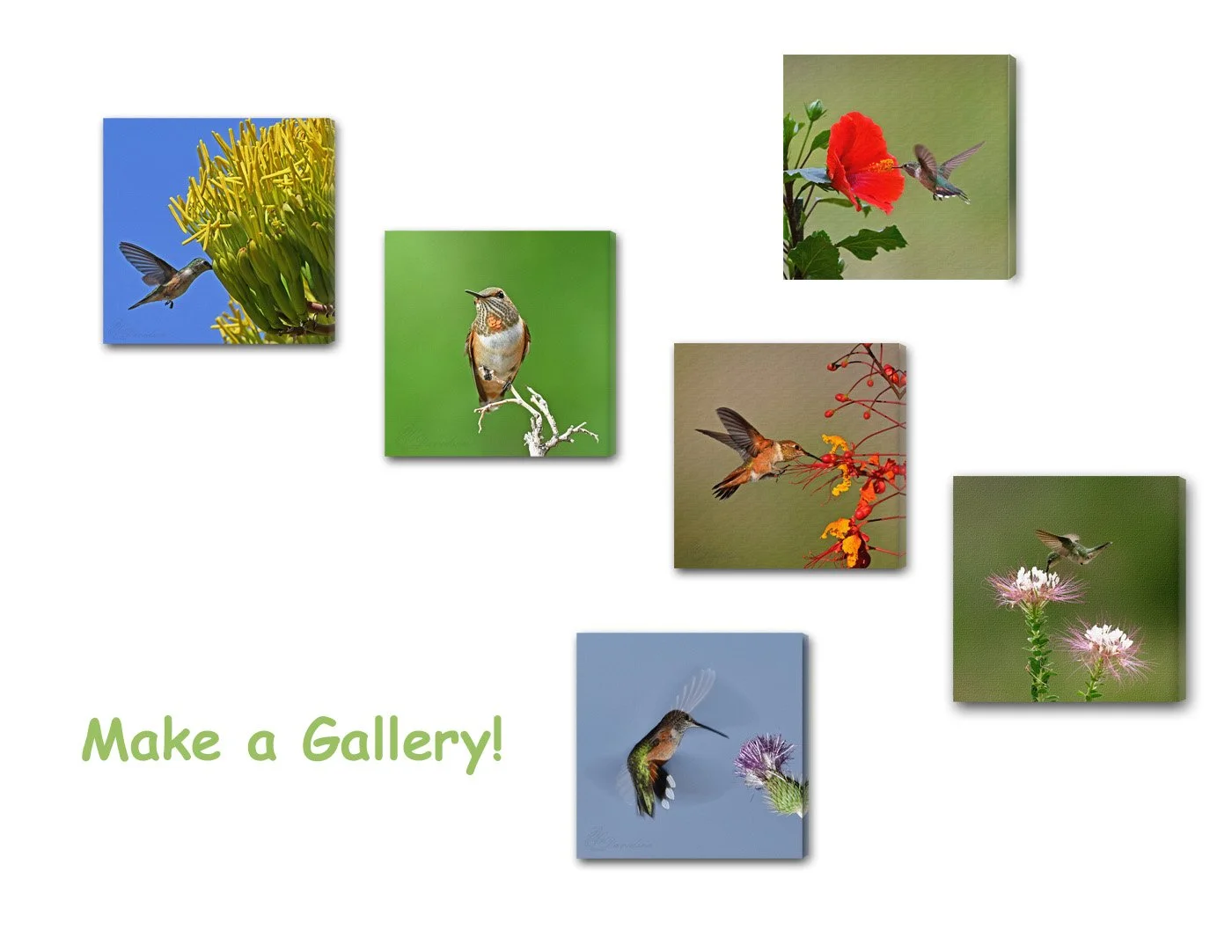 Hummer gallery.jpg (Copy)