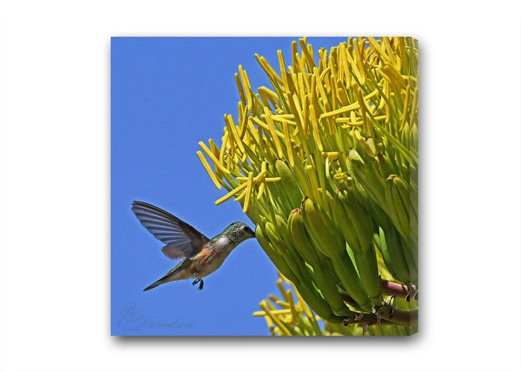 Hummer Agave.jpg