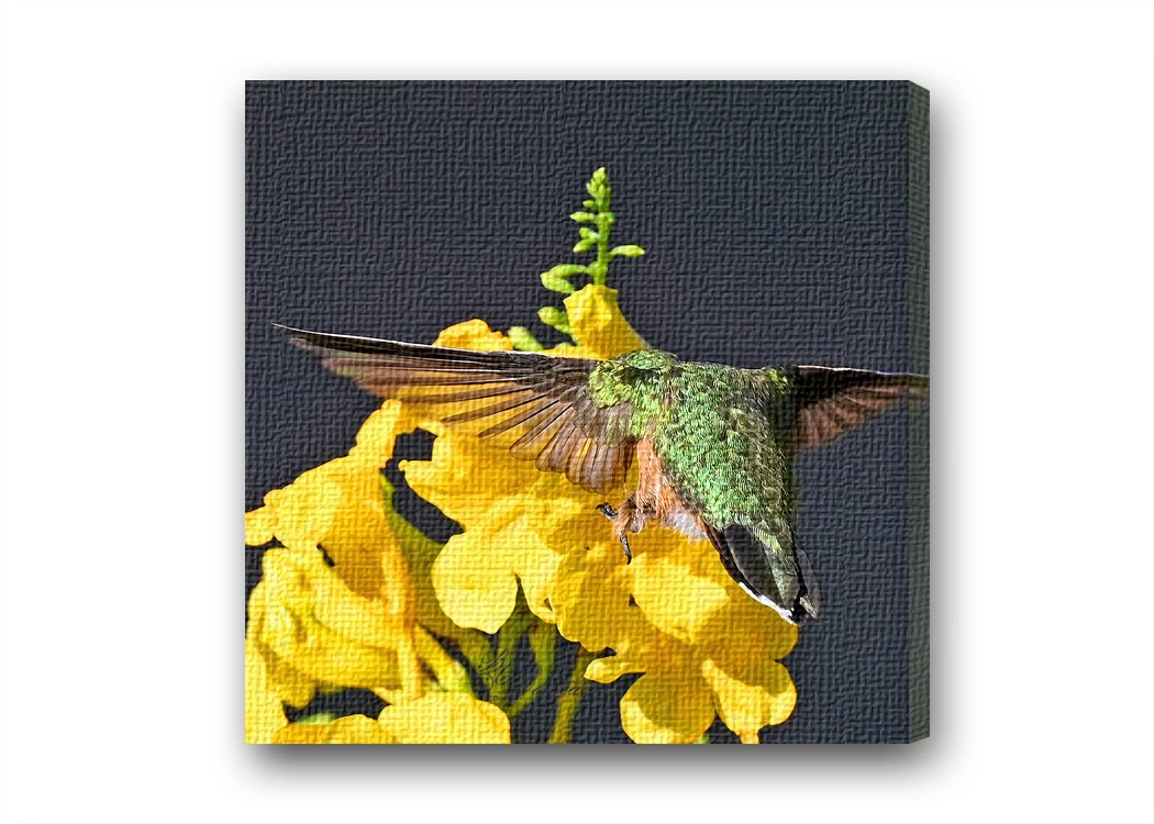 Rufus on Yellow.jpg