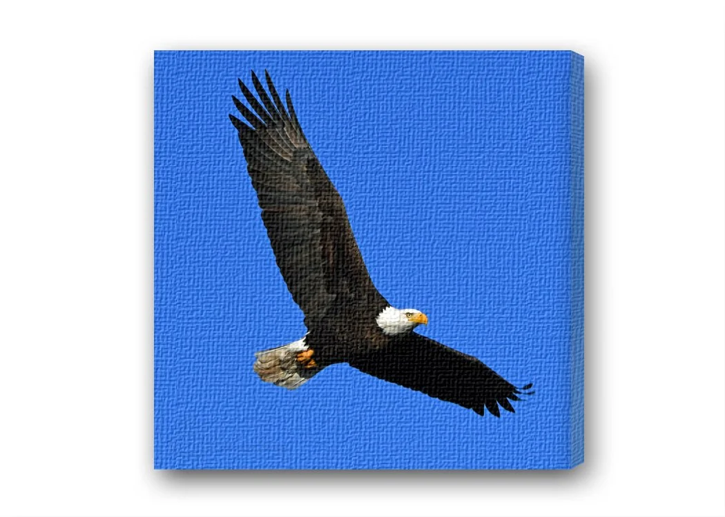Eagle soaring.jpg