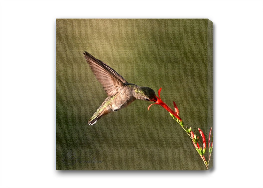 Hummer on Firecracker.jpg