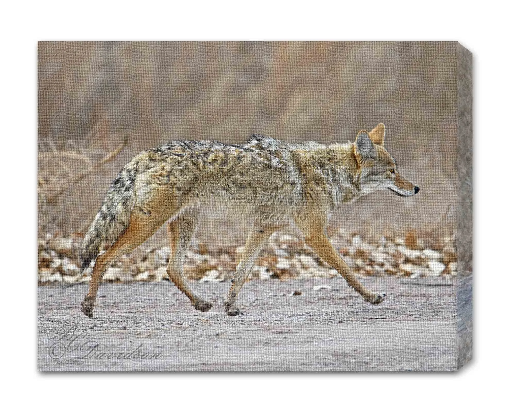 Coyote.jpg