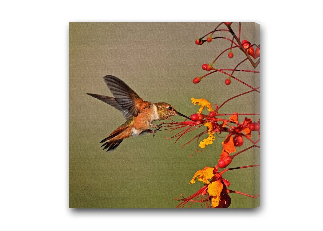 Hummer on BYP.jpg