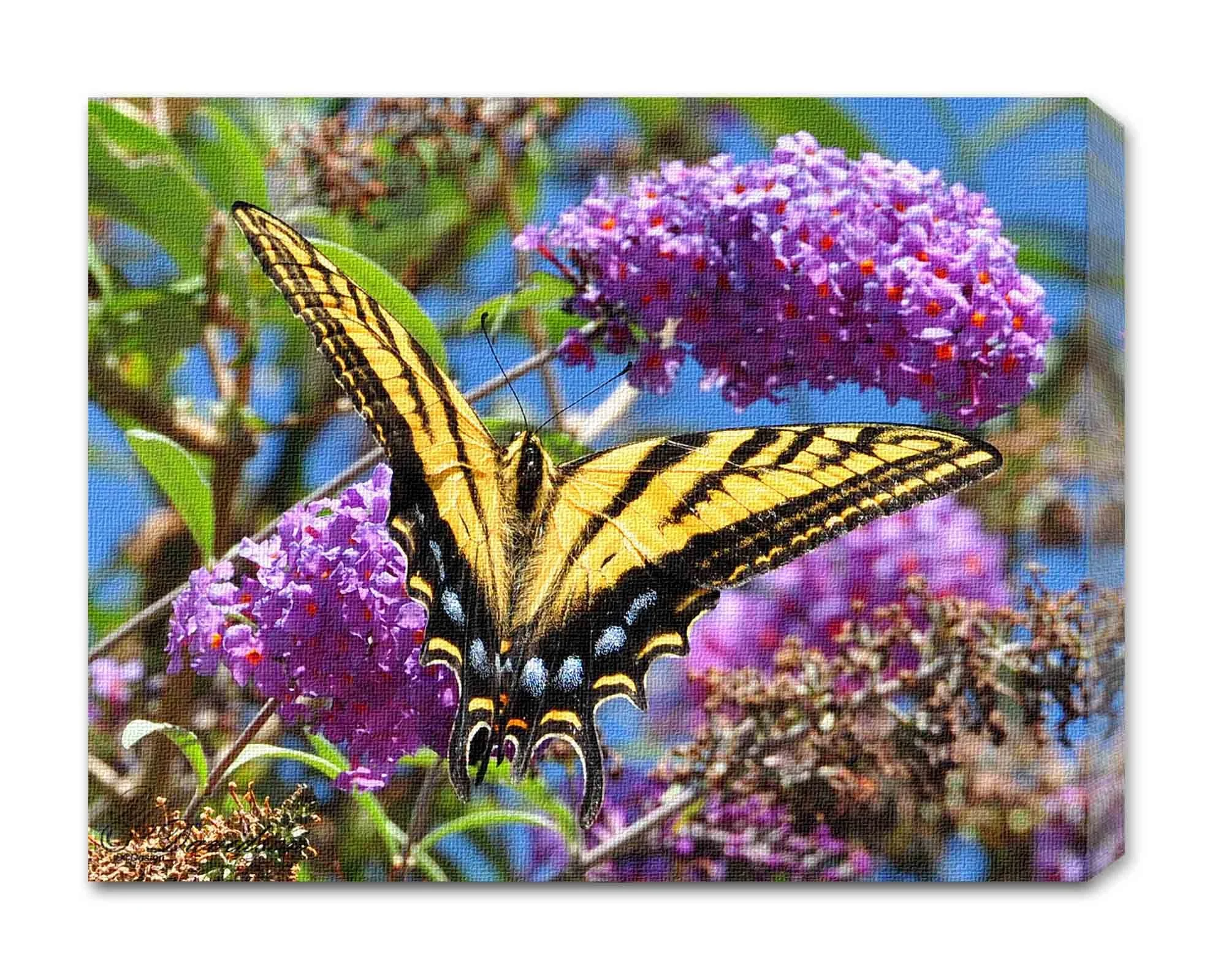 Swallowtail.jpg