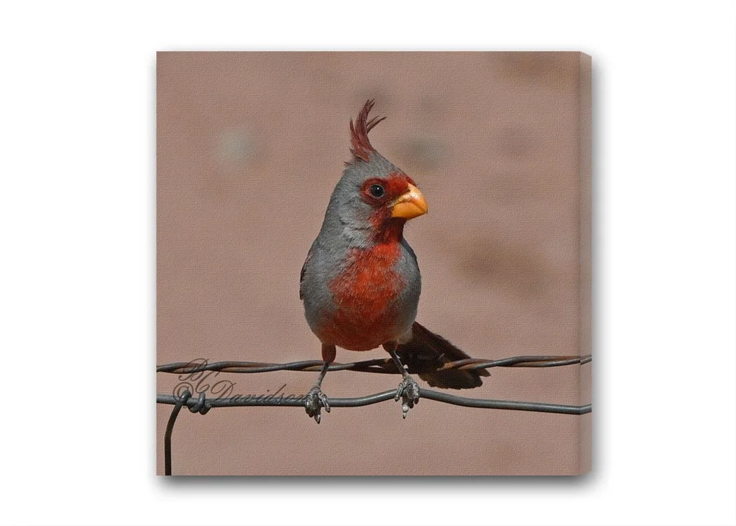 Phyrruloxia on Fence.jpg