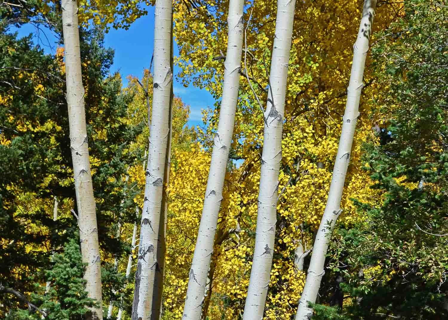 DSC_5030r sm.jpg