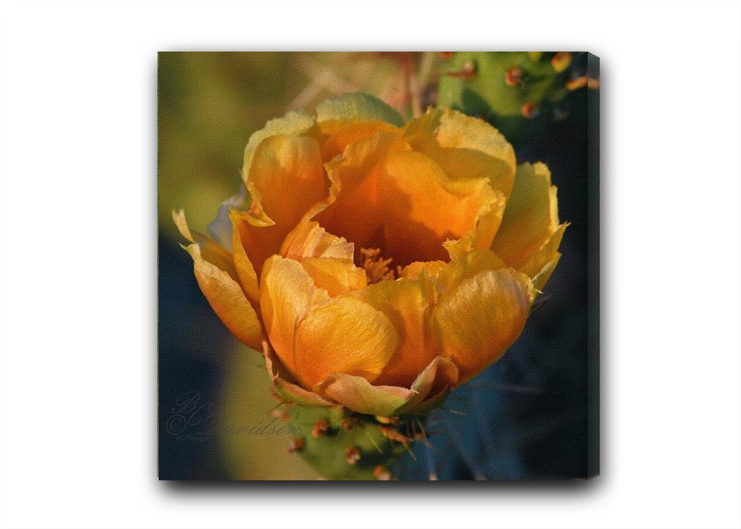 Cactus yellow.jpg