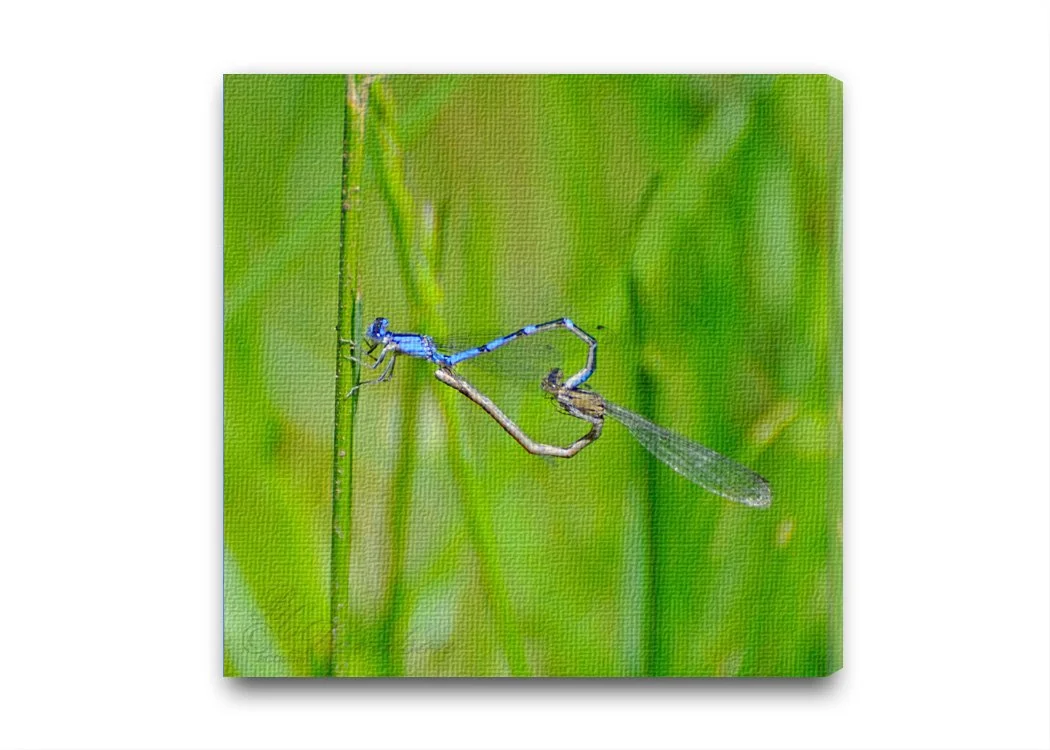 Dragonfly Heart.jpg