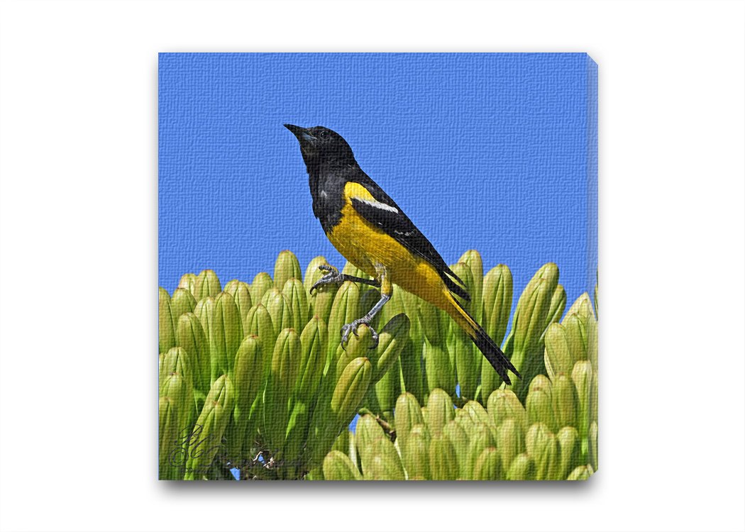 Scotts Oriole on Agave.jpg