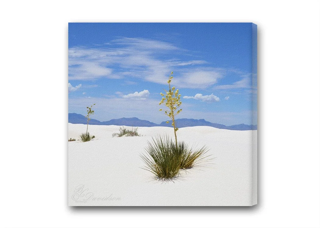 White Sands Yucca.jpg