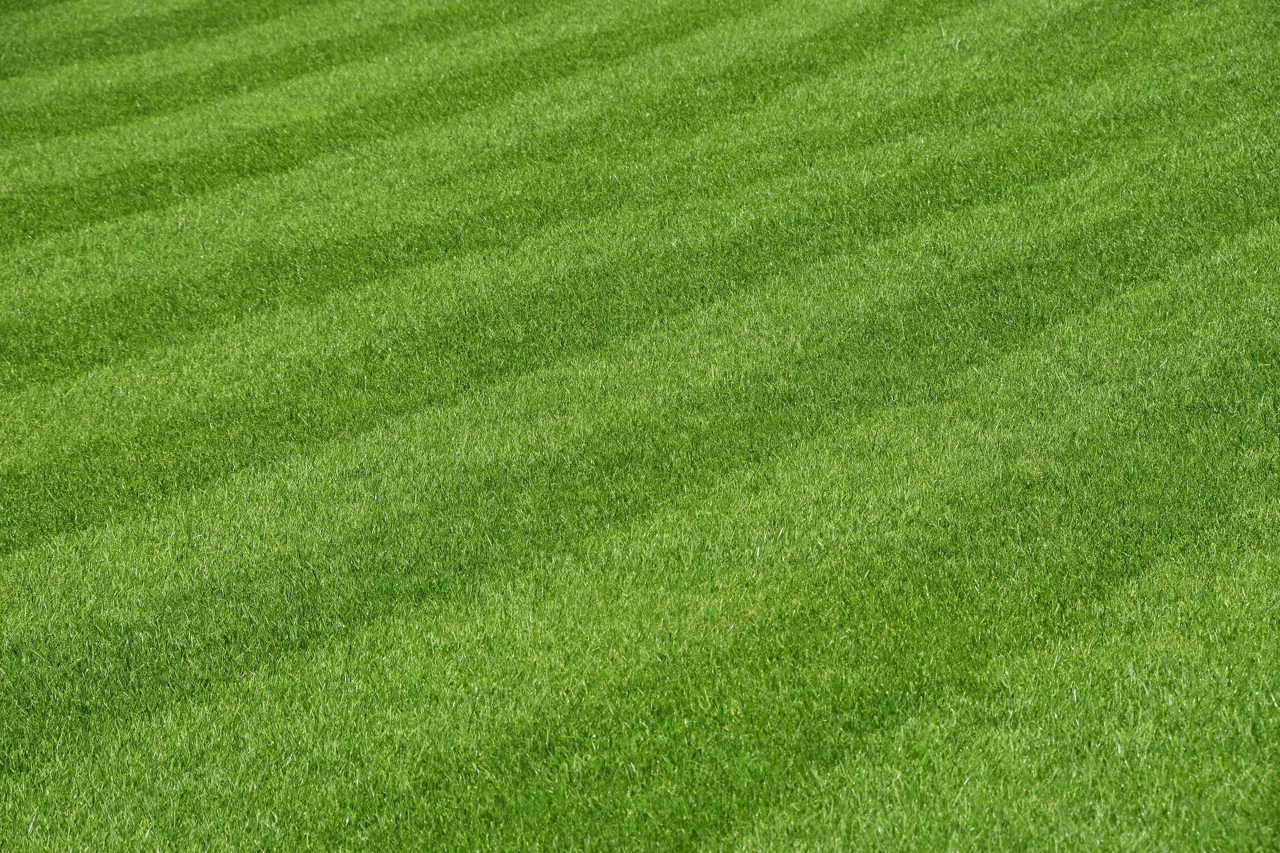 SOW Grass lawn.jpg