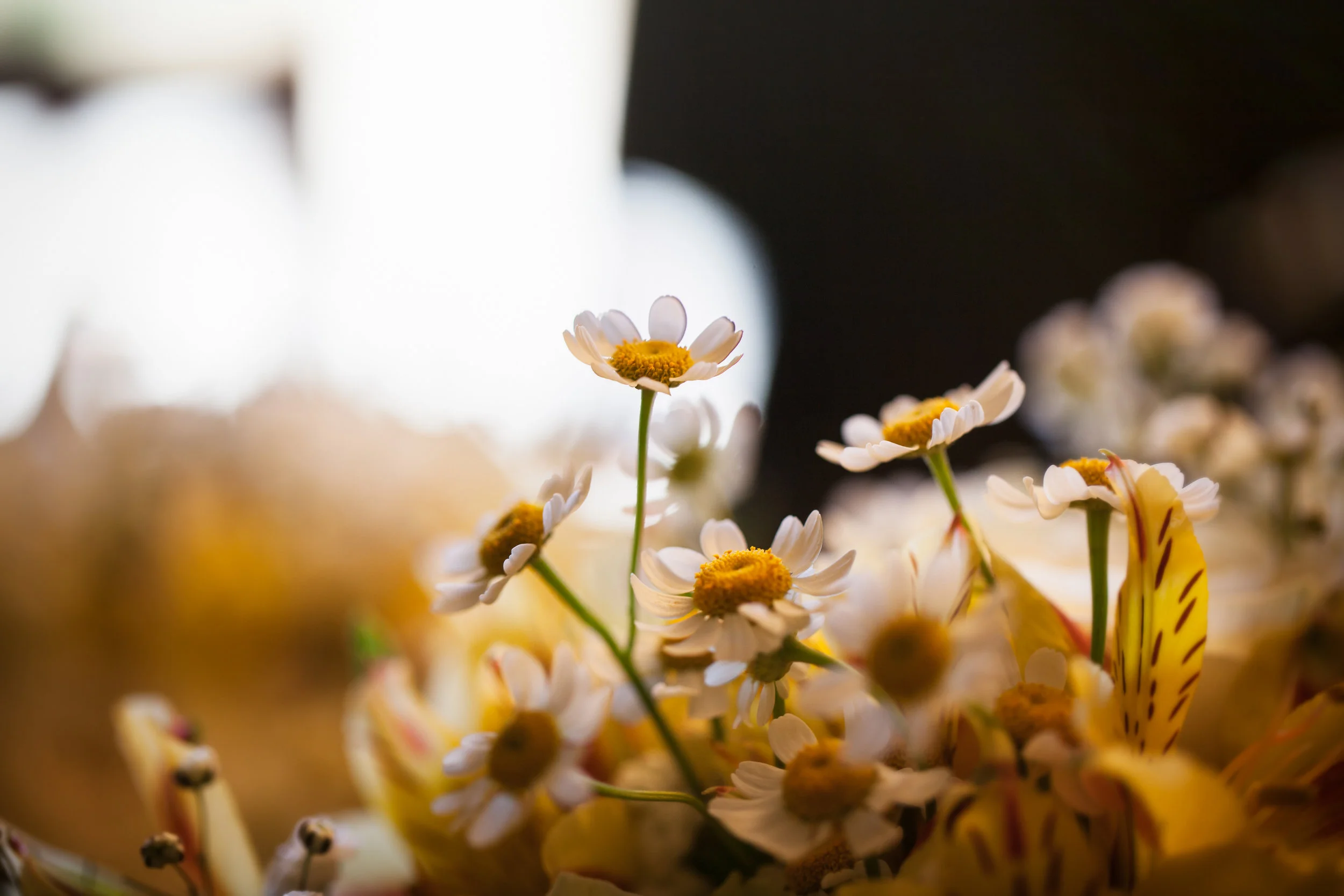 IMG_7588-Edit.jpg