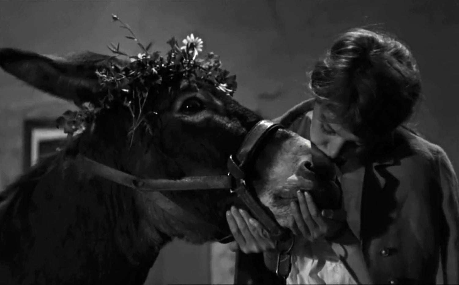 Still from Au Hasard Balthazar. Image Description: A black and white image of a young woman kissing a donkey's nose. The donkey is wearing a flowered headdress, and the donkey's black eye is in the centre of the image. 
