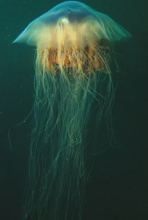 No Commentary Necessary — "Giant Jellyfish"