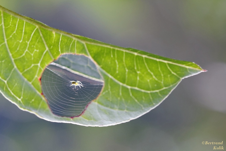 Sunday-Morning Spiders