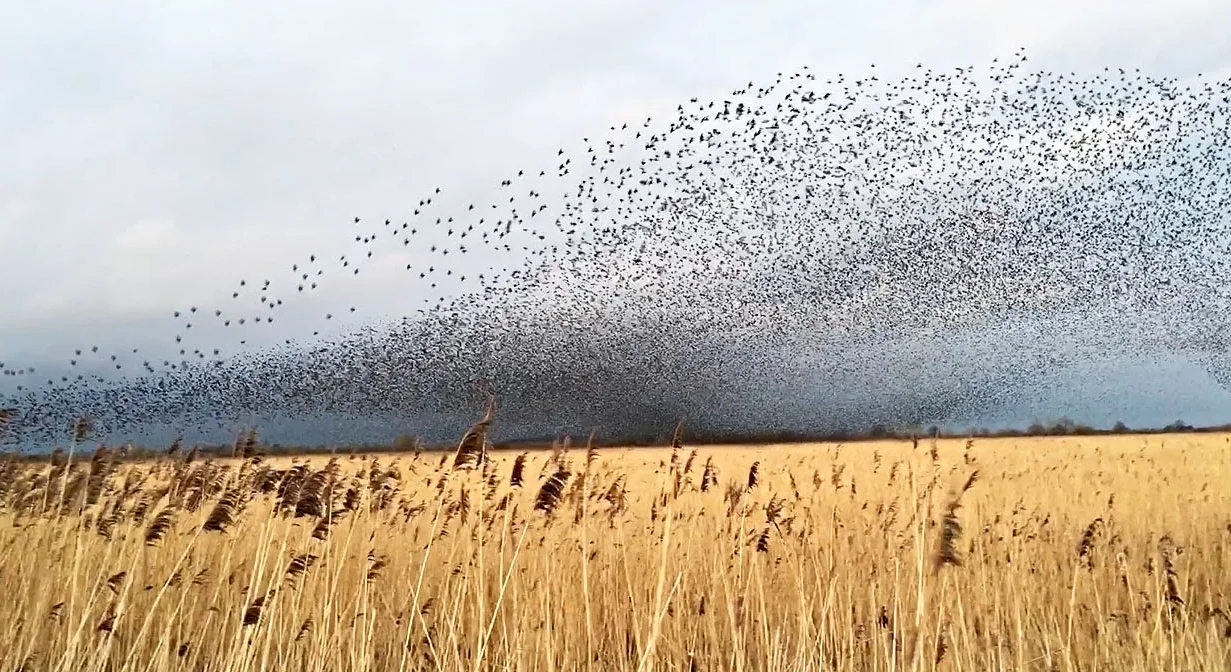 Murmurations, Still Marvelous