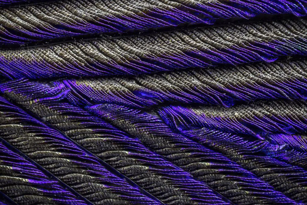 The Wonderful World Of Macro Peacock Feathers