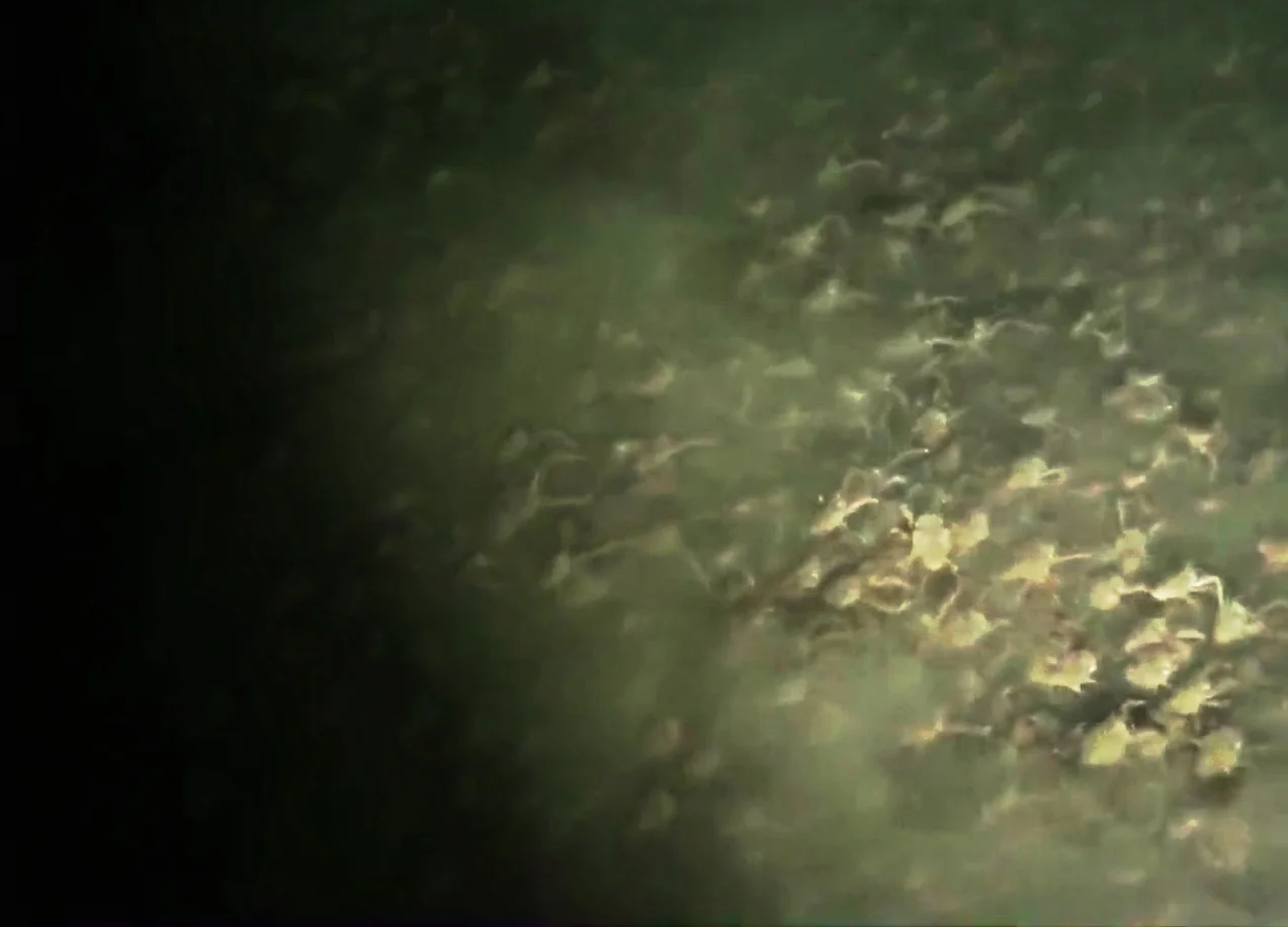 A Veritable Ocean Of Crustaceans