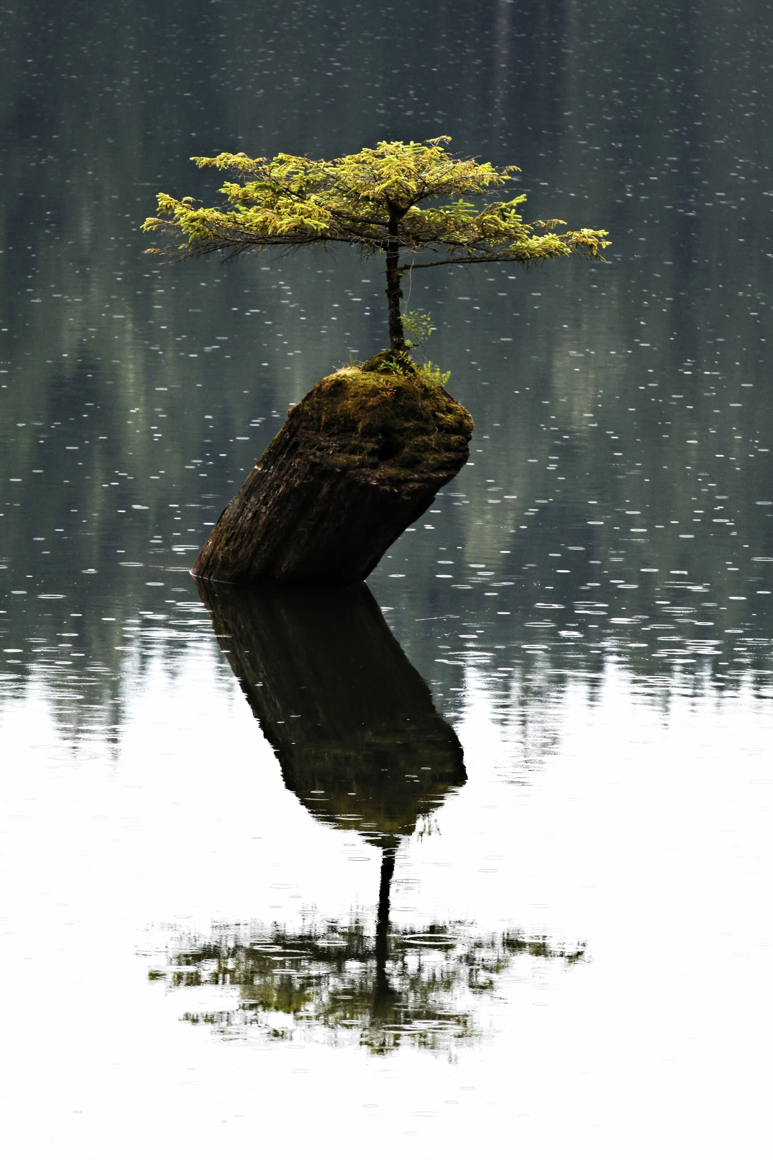 Here's A Tree On Top Of Another Tree On A Lake