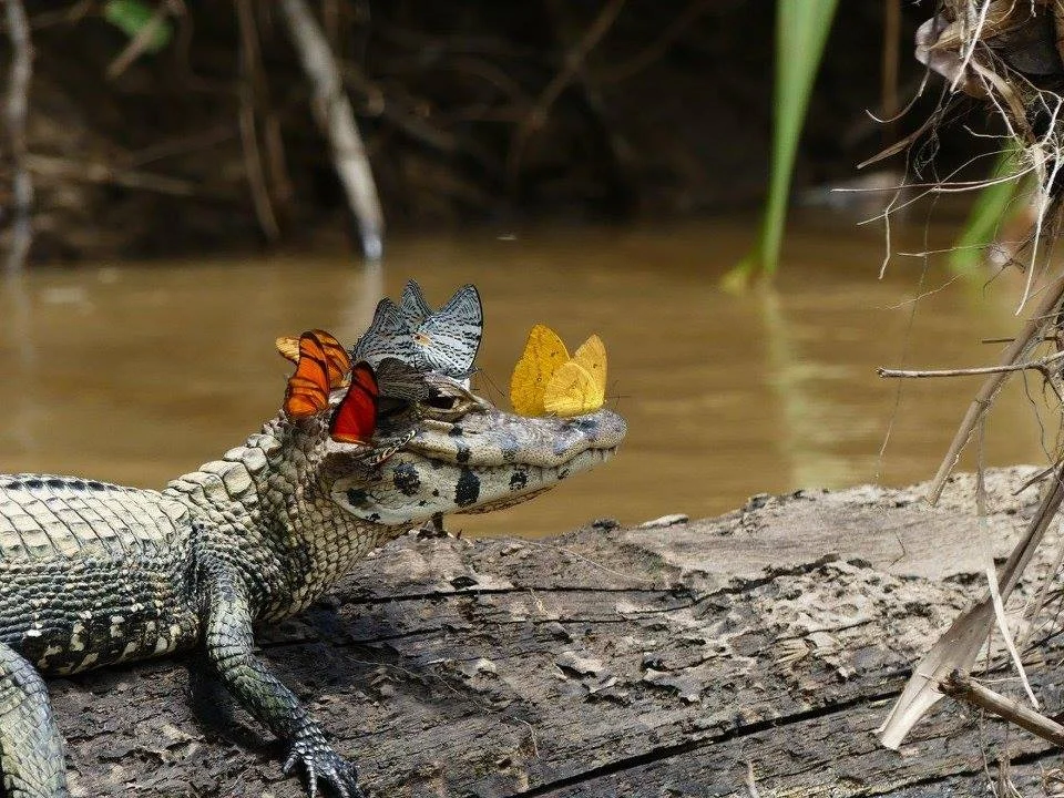 Last Week, The Royal Society Announced The Winners Of Their 2016 Publishing Photography Competition. Check It Out, Because It's Great.