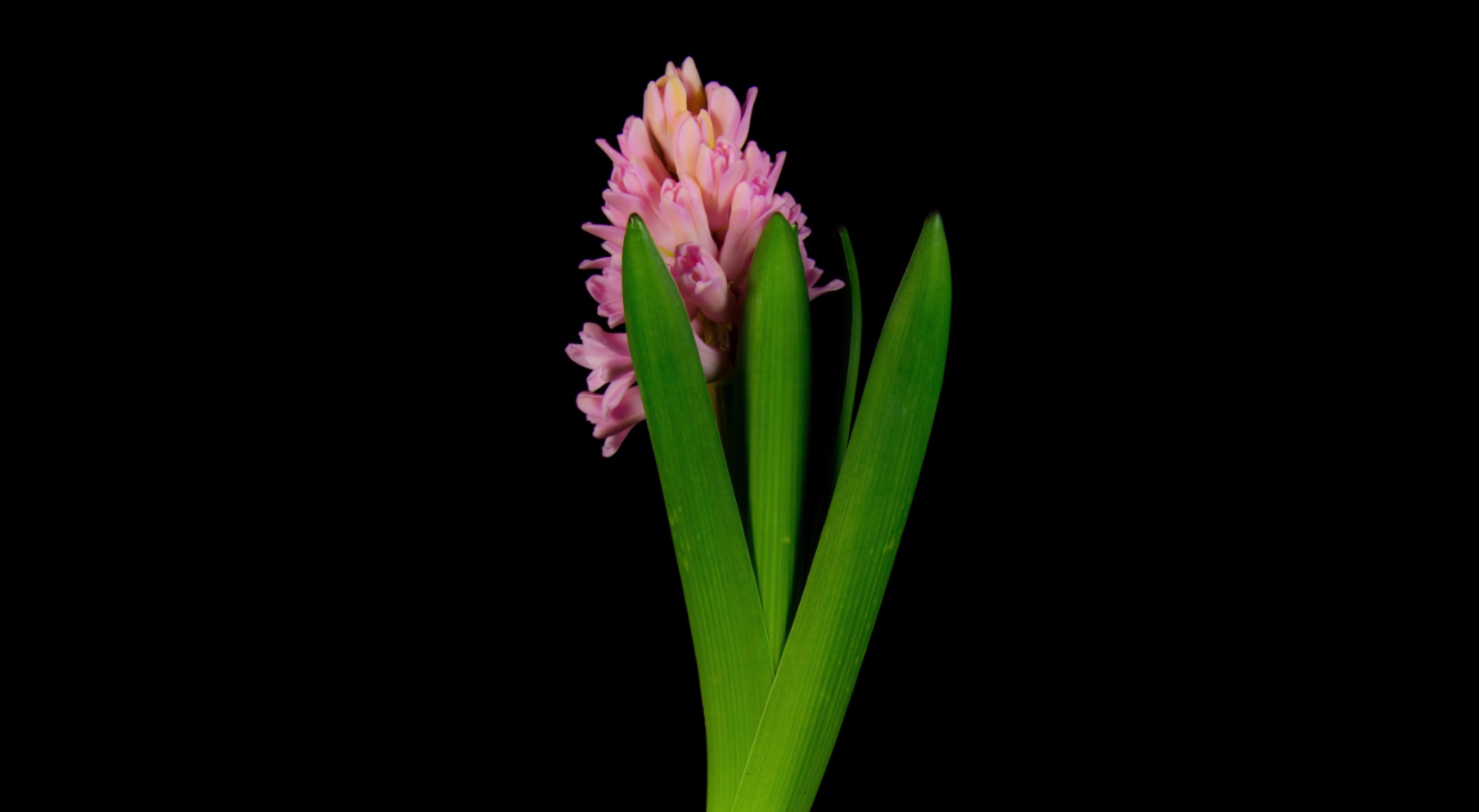 Time-Lapse Plants Are Amazing