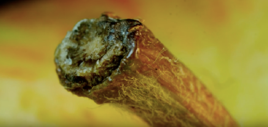 Macro Photography + Quick Zooms = Instructive And Fun Combination
