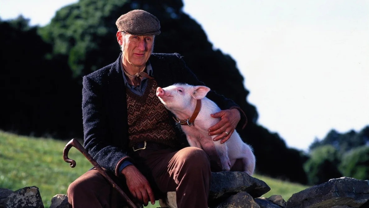 Today's Streaming Video Suggestion (SVS) Is A Movie About A Pig. And It's Great.