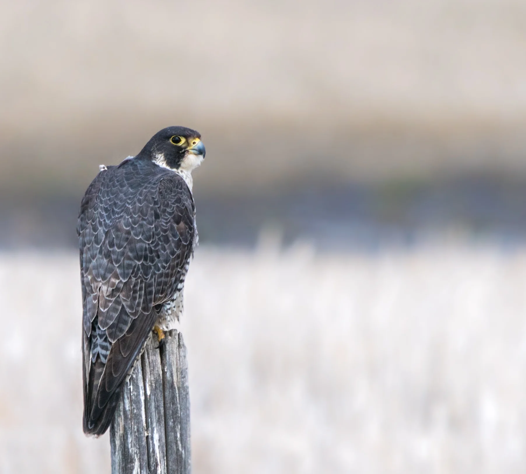 "Peregrine Falcon" By Dmitri Voyevoda