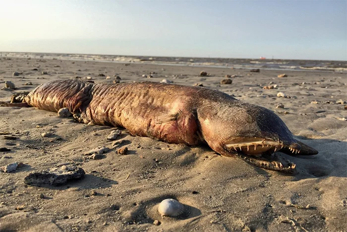 When The Sea Gives Up Its Monsters