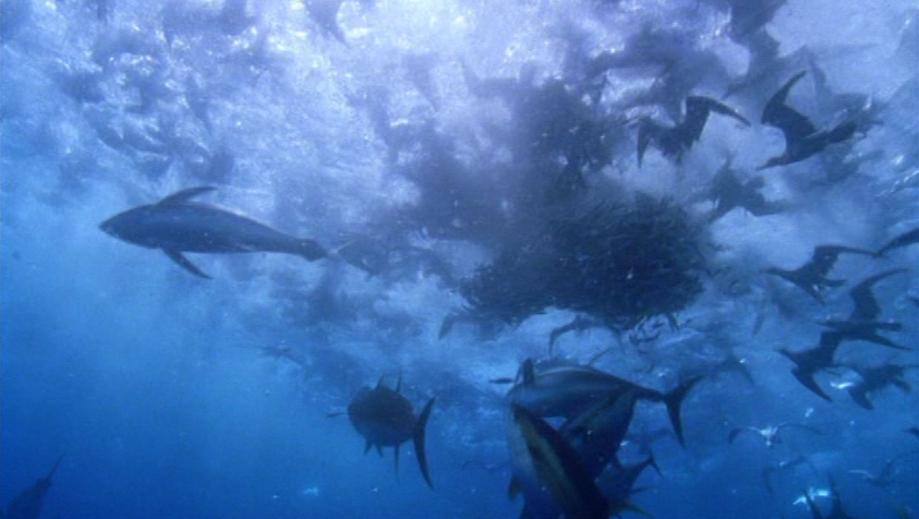 SVS: "The Blue Planet"