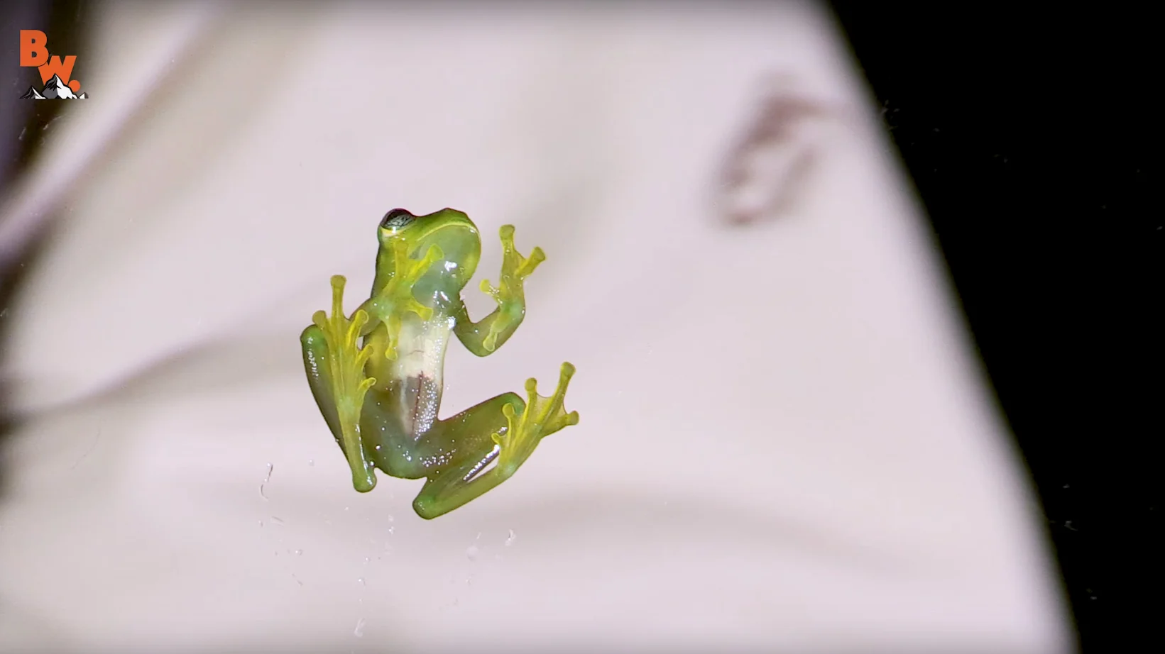 Glass Frogs Are A Thing, Apparently, And They're Awesome