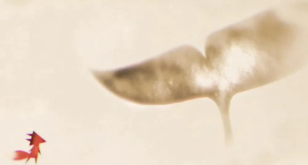 Today's Gorgeous Short Features An Unlikely Pairing Of Animals