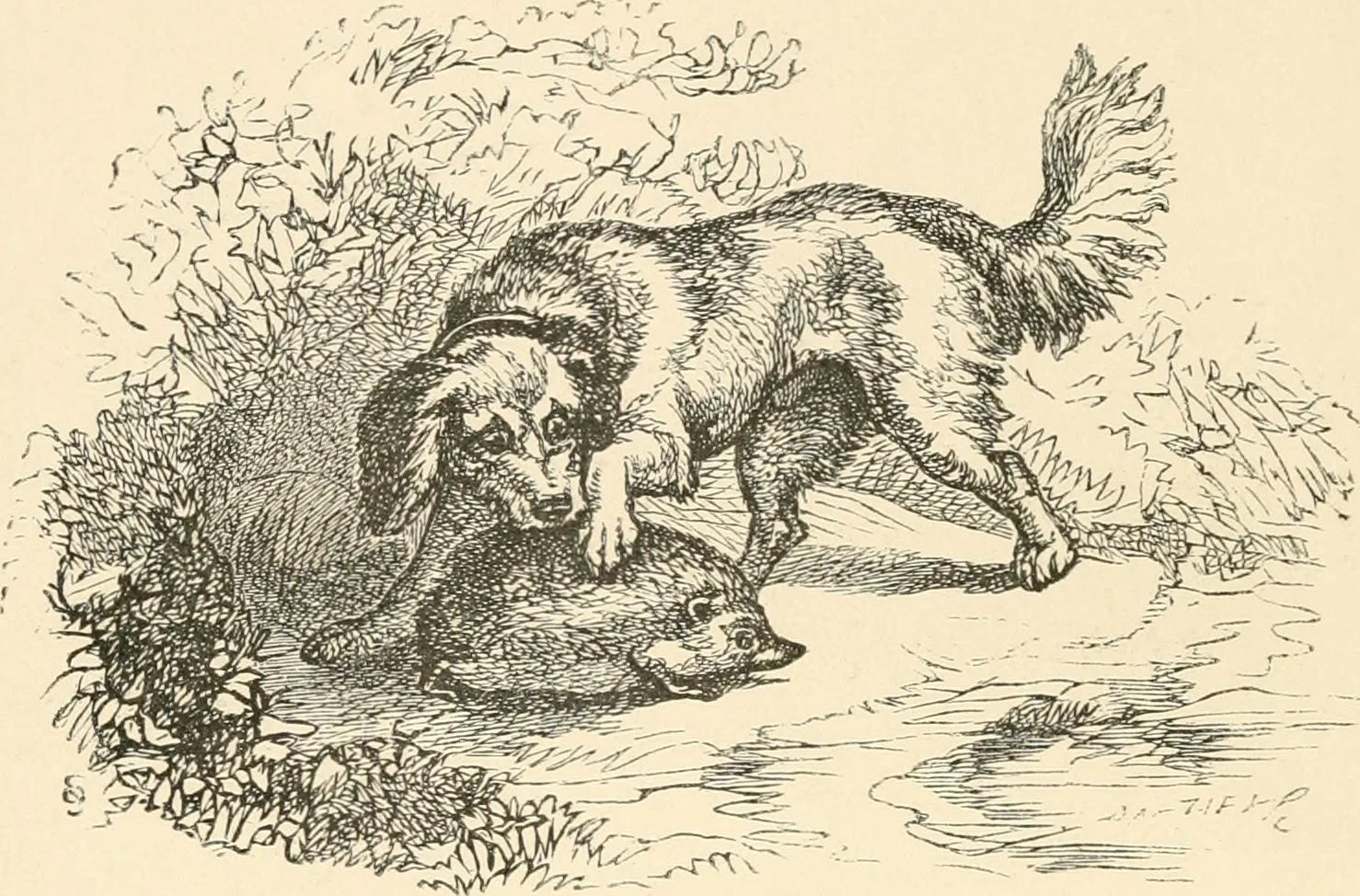 NO COMMENTARY NECESSARY — "When A Dog Meets A Hedgehog"