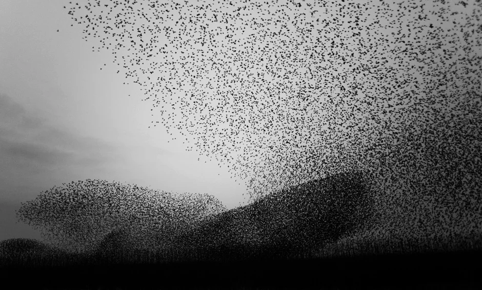 I Never Tire Of Watching Murmurations