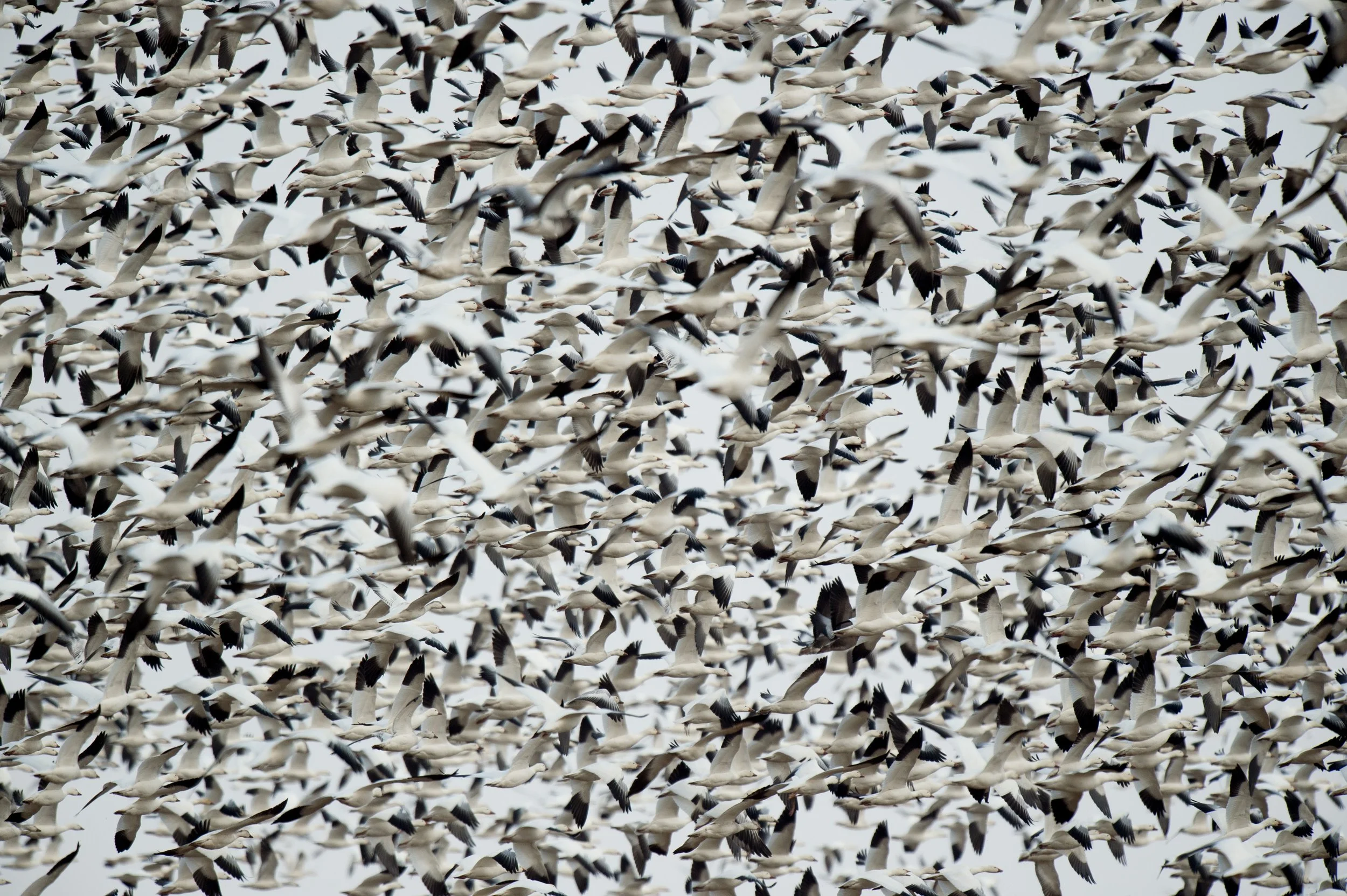 These Geese Are Giving Me Goose Bumps