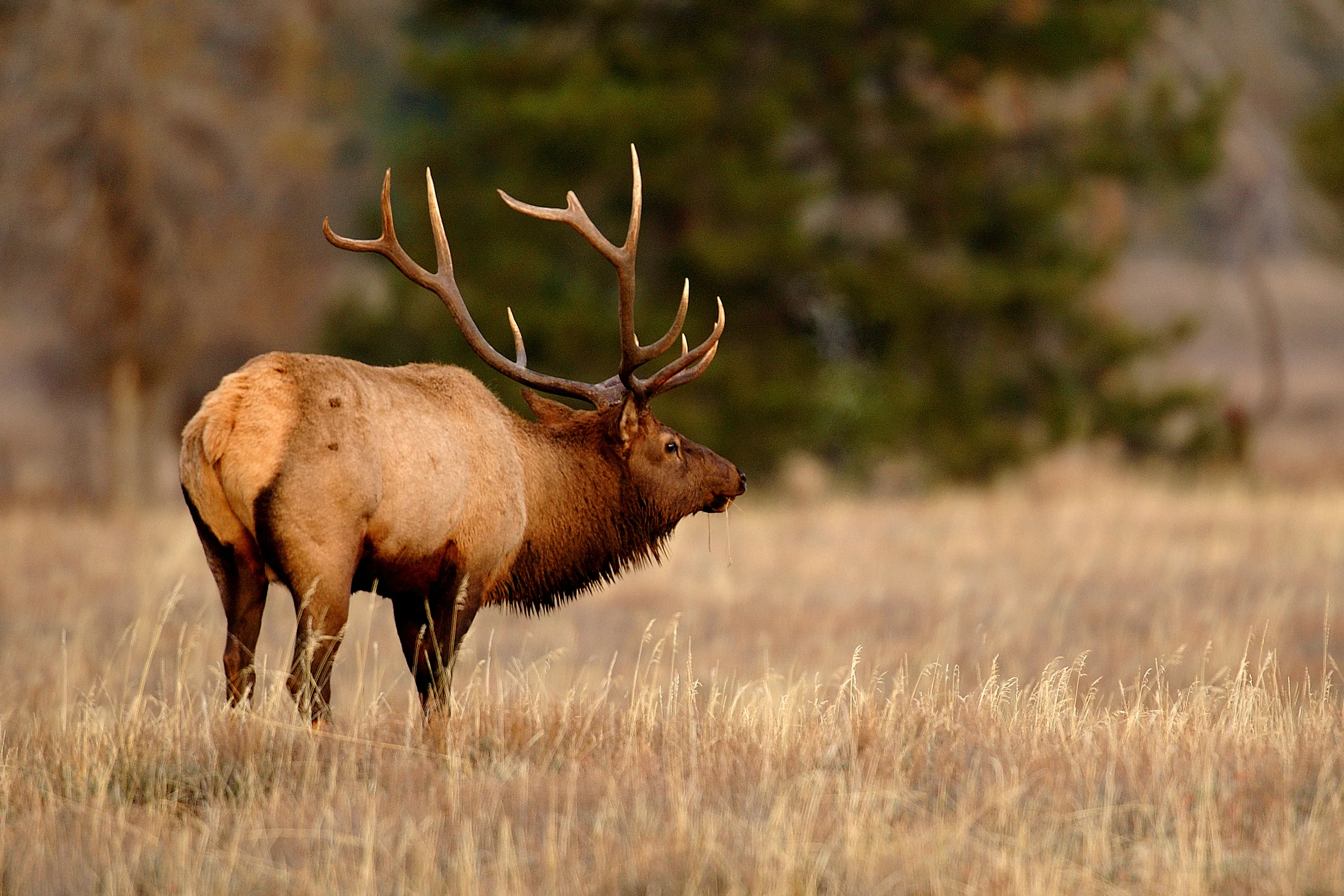 AM Bull Elk101205(16x24) copy.jpg