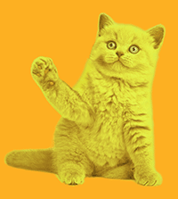 kitten-yellow.gif