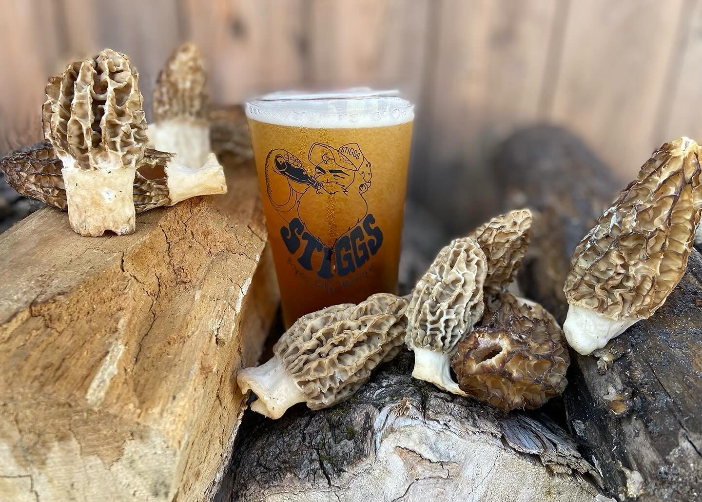 Each spring Morel Mushroom lovers from around the state, country &amp; globe travel to small-town Boyne City, MI to celebrate the morel at the National Moral Mushroom Festival!  And what a season it has been! 😍 Thank you Mother Nature 🍄 + 🍺 = ❤️

