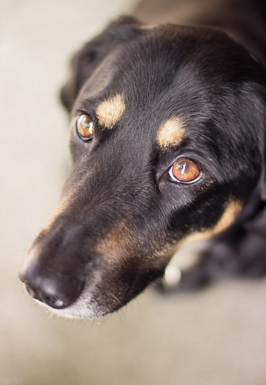  Close up of the face of a black dog with brown eyes and eyebrows. 