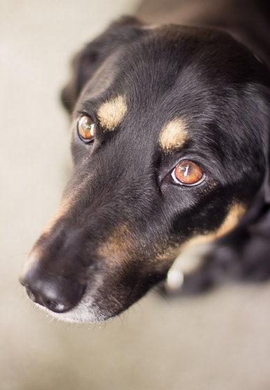 Close up of the face of a black dog with brown eyes and eyebrows.