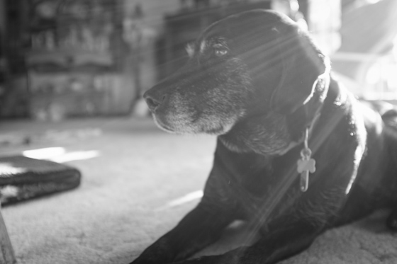  Black and white of a black lab lying down inside with backlit sunlight across the frame. 