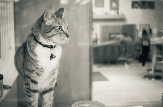 Cat inside a house looking off camera though a window.