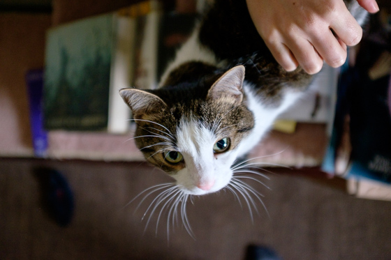  Overhead view of cat with pink nose and white and brown face with a person’s hand in frame. 