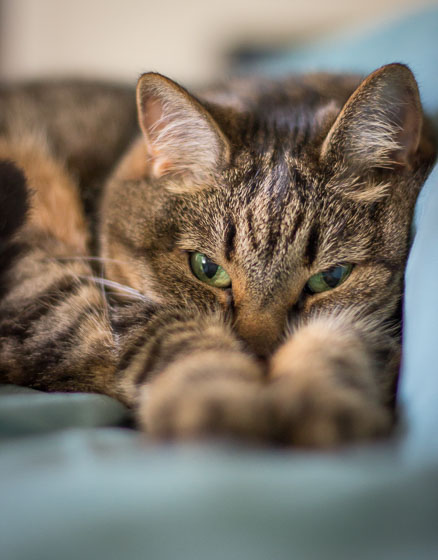  Close up of brown tabby cat with green eyes looking at the camera while resting with outstretched paws. 