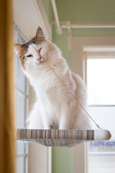  White long haired cat sitting on window perch looking at the camera. 