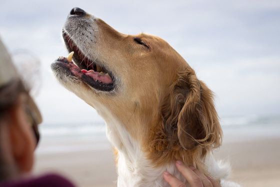  Close up of orange headed dog enjoying a neck scratch on the beach. 