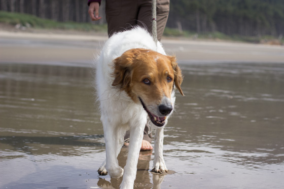 Dog smirking at camera at eye level on the beach in wet sand.