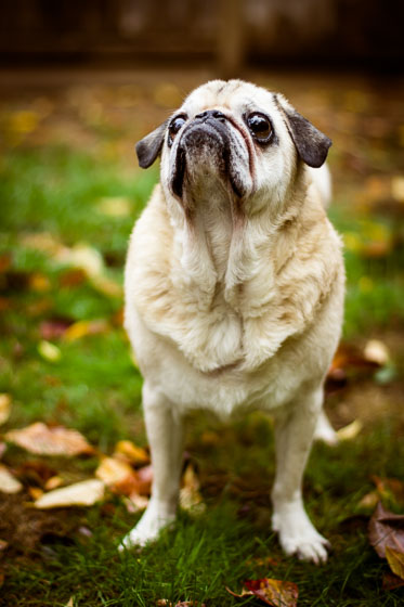  Yellow pug with droopy jowls outside in a yard with fall leaves. 