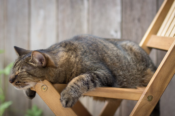 Cat sleeping on wooden chair outside.