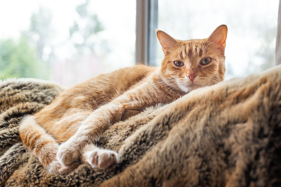  Yellow tabby cat lying on animal fur in front of window. 